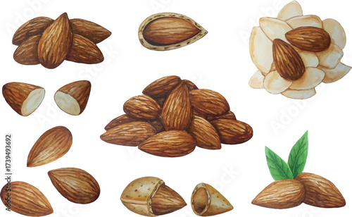 Vector almond nuts set. Watercolor illustration. For your design