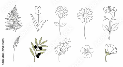 Botanical line art collection fern tulip daisies rose olive branch berries grass flowers and buds.