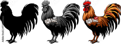 Set of colorful free range male rooster isolated on white background.rooster isolated on white background. cute rooster