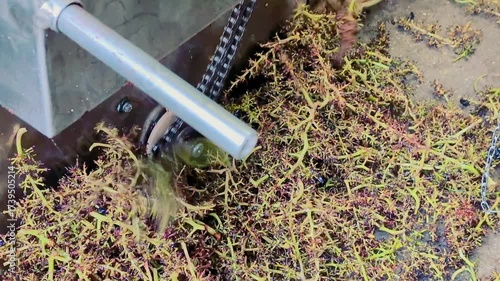 Wine making process. Machine mulching grapes and weeds .