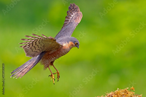 Male Sparrowhawk (Accipiter nisus)