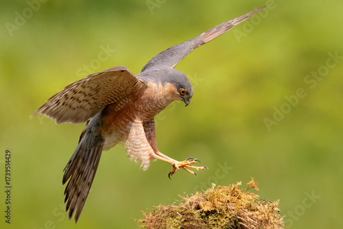 Fotografía Male Sparrowhawk (Accipiter nisus)