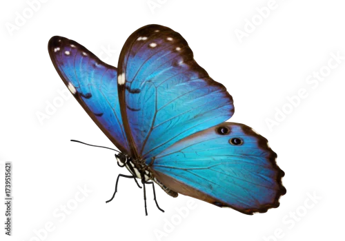 Fototapeta Isolated vibrant blue morpho butterfly with translucent wings, natural beauty of insect
