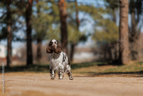 English Springer Spaniel dog in the park. The dog stands beautifully	
