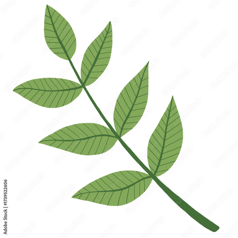 Fototapeta premium Green leaves