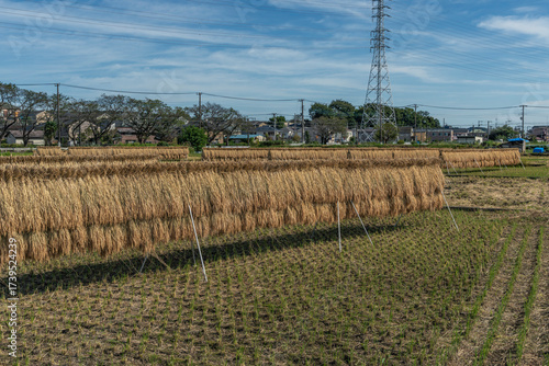 収穫期の田圃風景