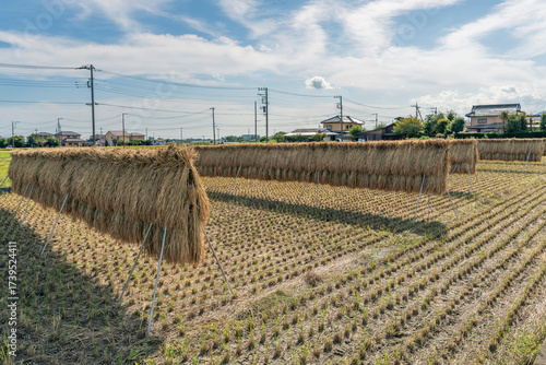 収穫期の田圃風景