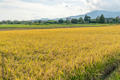 収穫期の田圃風景