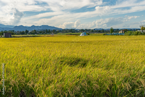 収穫期の田圃風景