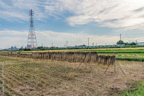 収穫期の田圃風景