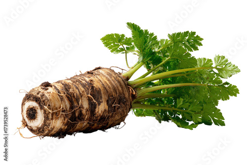 A root vegetable with attached green leaves, lying horizontally against a transparent backdrop