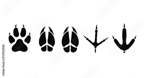 Vector illustration of collection of animal paw prints and bird footprints