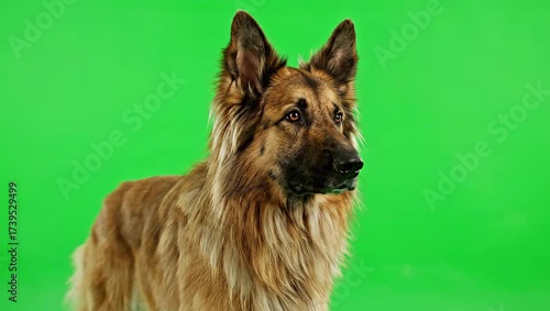 German Shepherd Dog Portrait on Green Screen Background