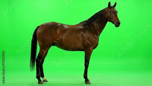 Horse standing tall against a green backdrop, showcasing its beautiful form and muscular physique