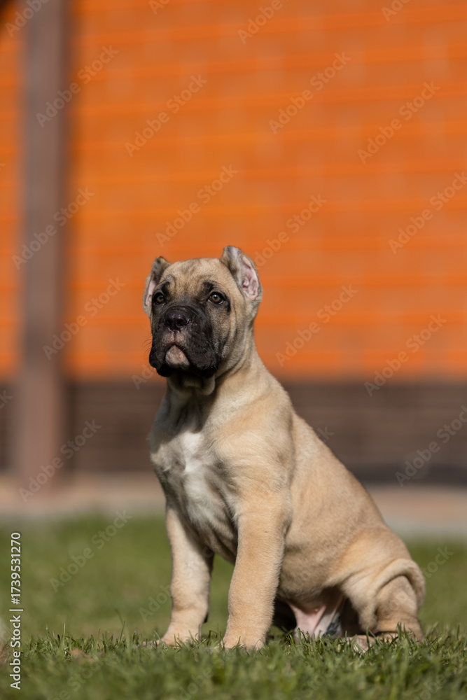 Fototapeta premium Italian cane Corso puppy 