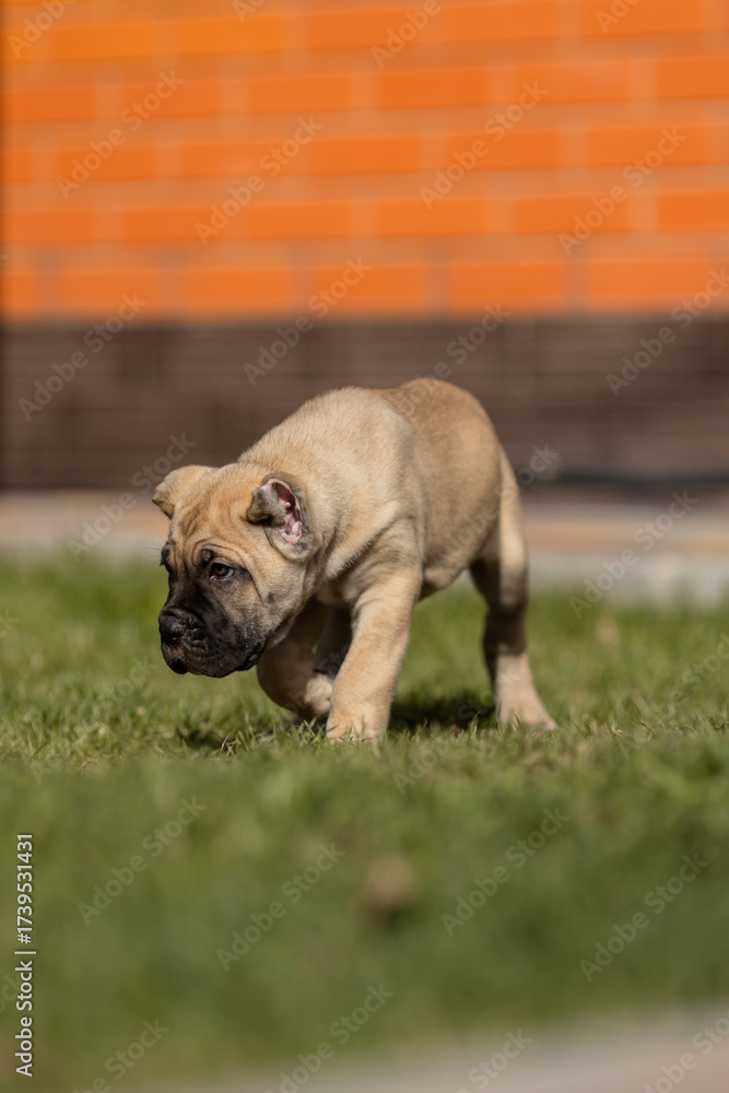 Fototapeta premium Italian cane Corso puppy 
