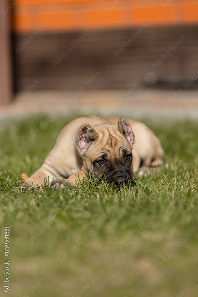 Fototapeta premium Italian cane Corso puppy 