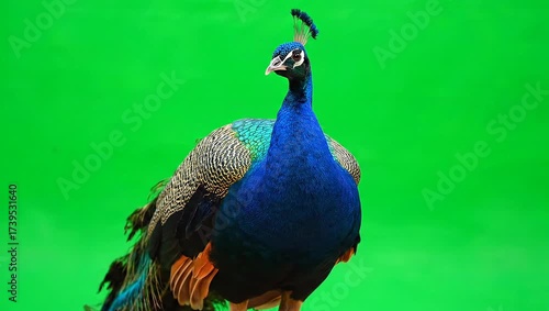 Vibrant Peacock Displaying its Plumage Against a Green Screen Backdrop