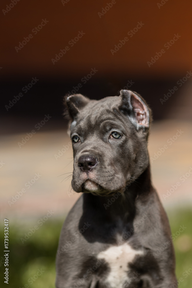 Fototapeta premium Italian cane Corso puppy