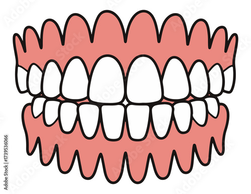 Human teeth vector illustration set showing dental anatomy, oral health and dentistry care concept for medical design