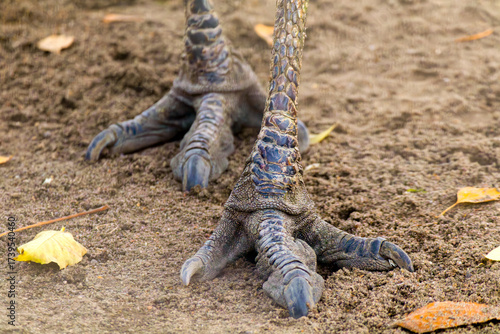 The feet of a large bird, possibly an ostrich, with its claws visible