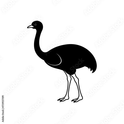 Illustration of a black ostrich with a long neck and thin legs standing in a white background space on transparent background silhouette