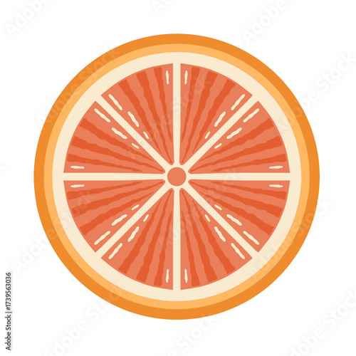 Fresh grapefruit or orange slice cross section vector illustration. Hand drawn orange lime fruit icon
