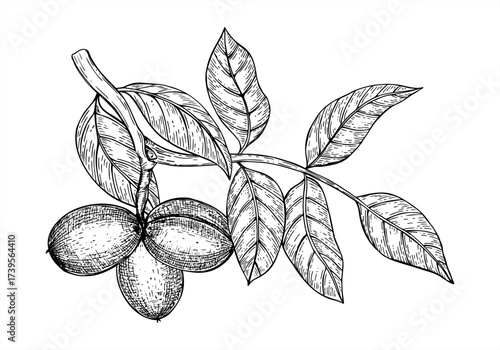 Walnut branch with three ripening pods and leaves monochrome vector line ink illustration. Walnut nuts in husk growing on tree realistic graphic sketch for harvest design, healthy food packaging