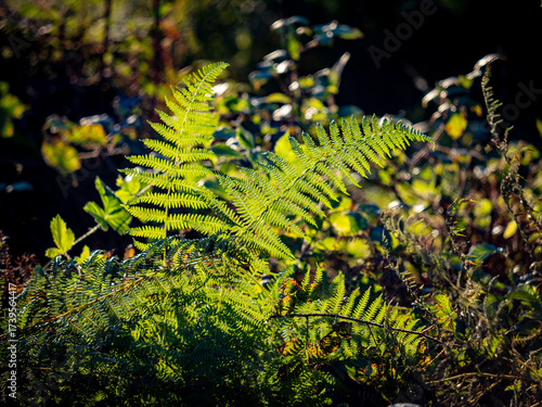 Wallpaper Mural Farne Torontodigital.ca