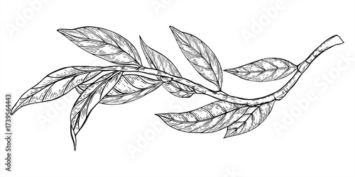 Monochrome curved branch with leaves vector illustration painted by black inks. Etching drawing of plum, peach, walnut or almond tree twig. For invitation, greeting card design, herbal product label