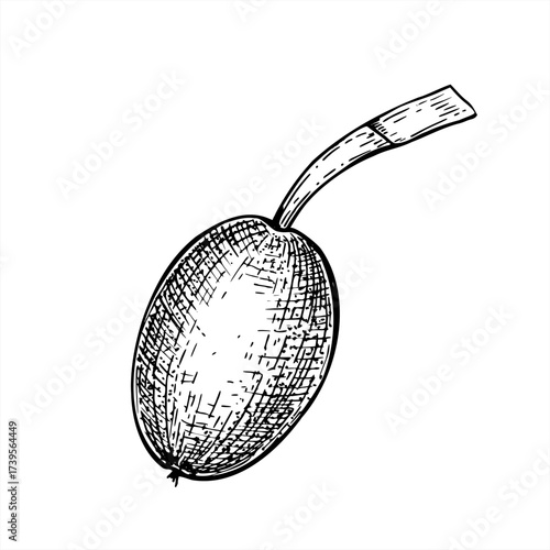 Unripe walnut in its soft husk monochrome black and white vector illustration. Ripening elongated fruit on stem etching drawing. Oval berry element for botanical guides, food labels, packaging