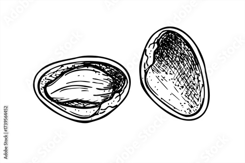 Cracked pistachio nut split into two halves monochrome vector isolated illustration. Empty shell and with kernel realistic graphic sketch. For food packaging, cookbooks, health blogs, website design