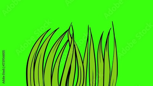 Animated green grass swaying in the wind on a vibrant green screen background.