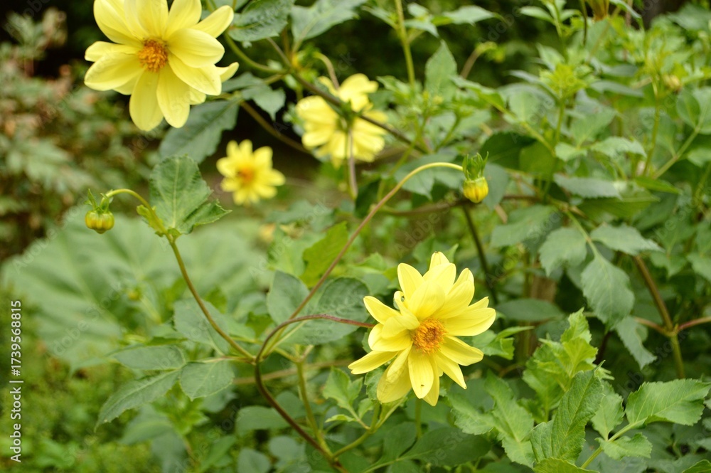 Obraz premium Vibrant yellow dahlia flowers blooming in a lush green garden setting.