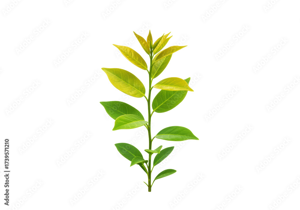 Naklejka premium Green leafy plant isolated on transparent background, fresh foliage branch for botanical design and natural decoration PNG
