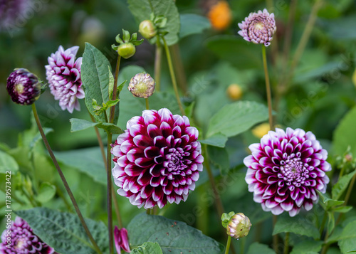 White tipped double purple flowers of the decorative summer flowering tuber, Dahlia 'Edinburgh'. Purple and white 'Edinburgh' dahlia flower. 