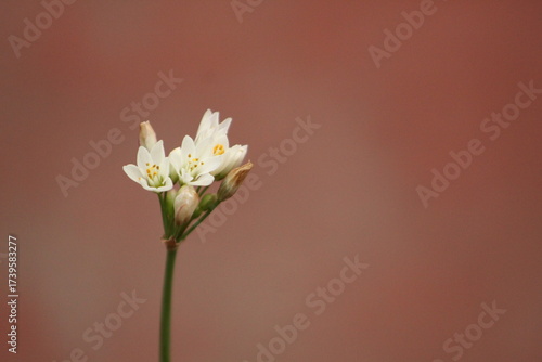 Lagrimas de la Virgen