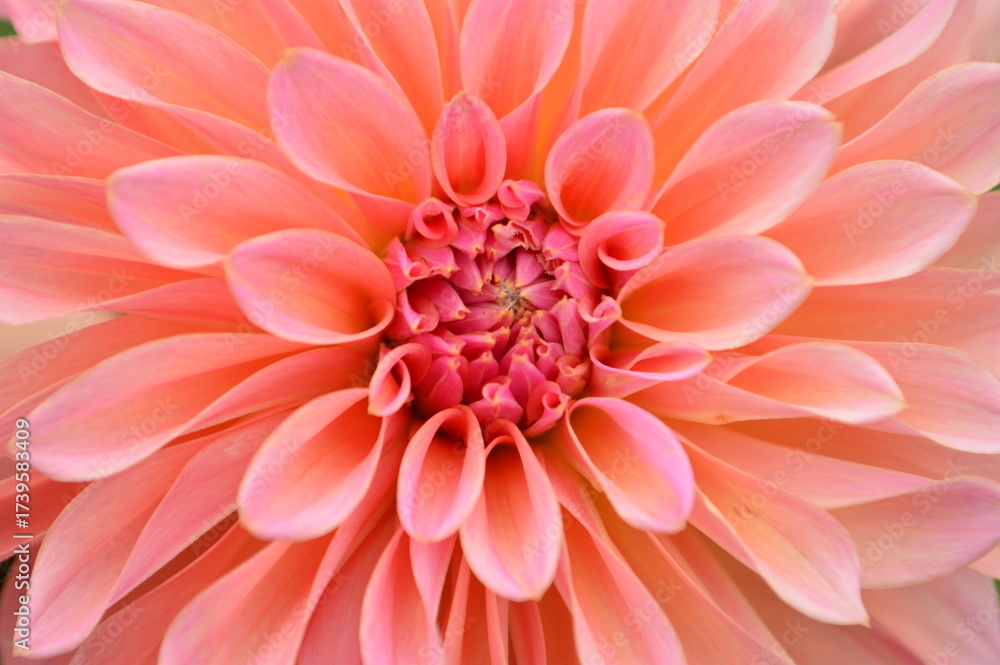 Fototapeta premium Close-up of a vibrant peach 
