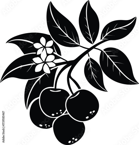 Black and white illustration of ripe tomatoes on a vine with leaves