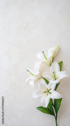 Elegant White Lilies on Textured Background with Copy Space lilies elegant lily flower flowers plant
