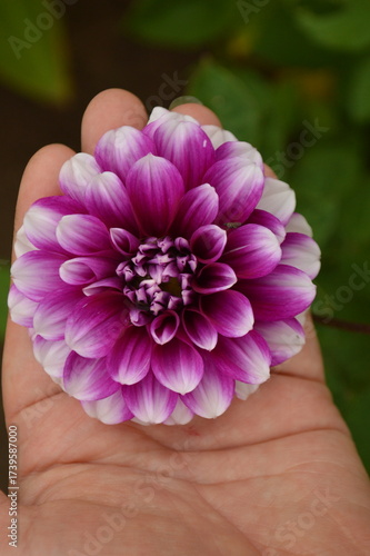 Vibrant dahlia flower held gently in a person's hand against a blurred background.