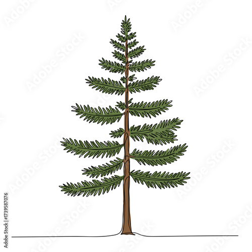 Evergreen tree illustration with detailed green foliage and trunk  