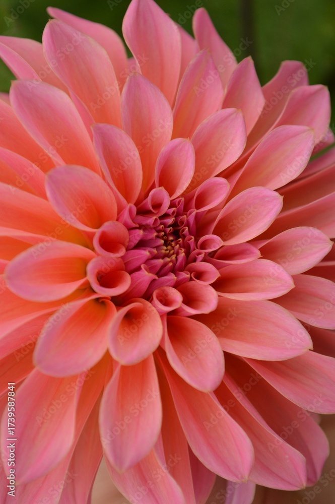Fototapeta premium Close-up of a vibrant pink