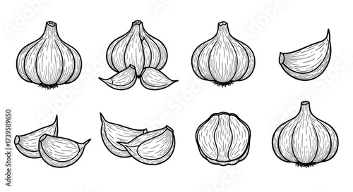 Hand drawn sketch collection of garlic bulbs and cloves for culinary and ingredient design vector