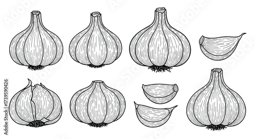 Hand drawn garlic bulbs and cloves sketch art collection for culinary and health themes vector