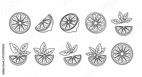 Hand drawn citrus slices and leaves collection fresh organic fruit elements for design and decoration vector