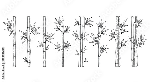 Collection of delicate hand-drawn bamboo stalks with lush green leaves in a naturalistic style vector