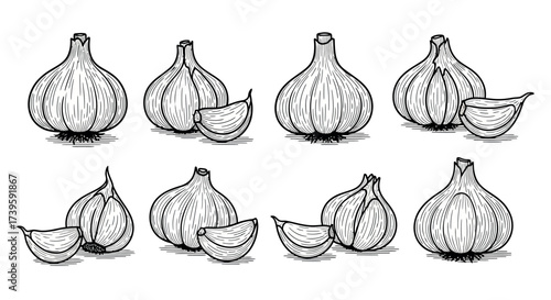Collection of hand drawn garlic bulbs and cloves fresh ingredient sketch art vector