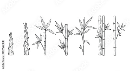 Growth stages of bamboo plants illustrated with detailed line art elements vector