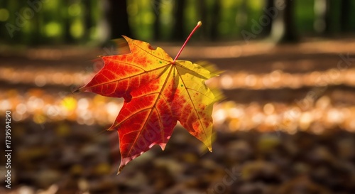 A bright, vibrant maple leaf in brilliant fall colors is captured mid-air, falling gracefully against a softly blurred forest background during the beautiful autumn season